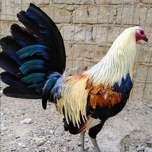 Meet your Posher, Elvis